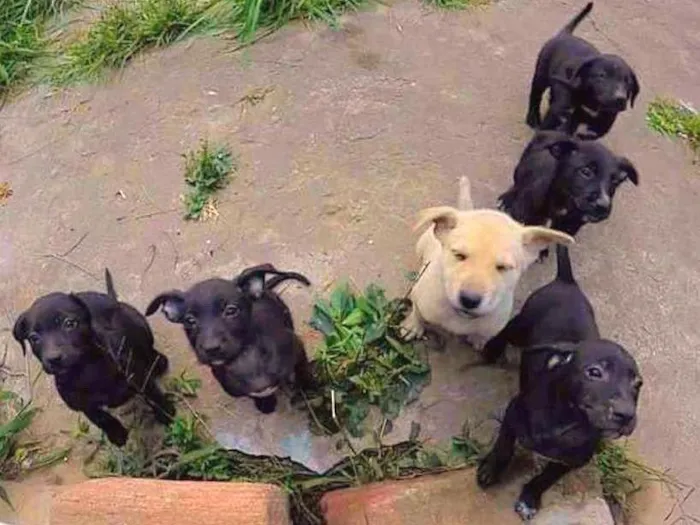 Cachorro ra a  idade Abaixo de 2 meses nome Dogs