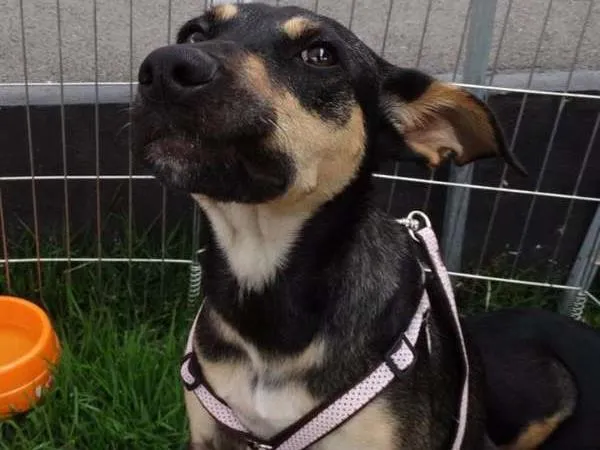 Cachorro ra a SRD idade 7 a 11 meses nome Twiggy