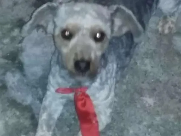 Cachorro raça Poodle idade 5 anos nome zippe