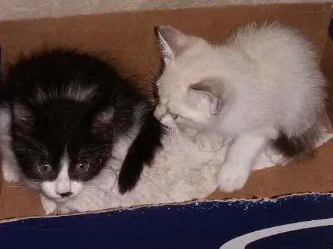 Gato ra a Peduro idade 2 anos nome Illai