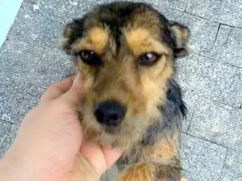 Cachorro ra a SRD mix Schnauzer idade 1 ano nome Tabata
