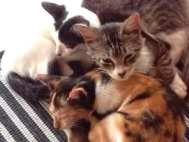 Gato raça Sem raça  idade 2 a 6 meses nome Cida