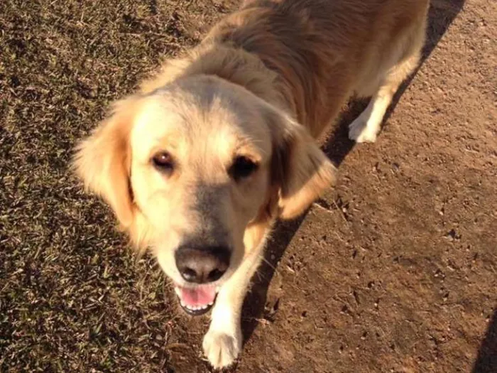 Cachorro ra a Golden idade 5 anos nome Alemão