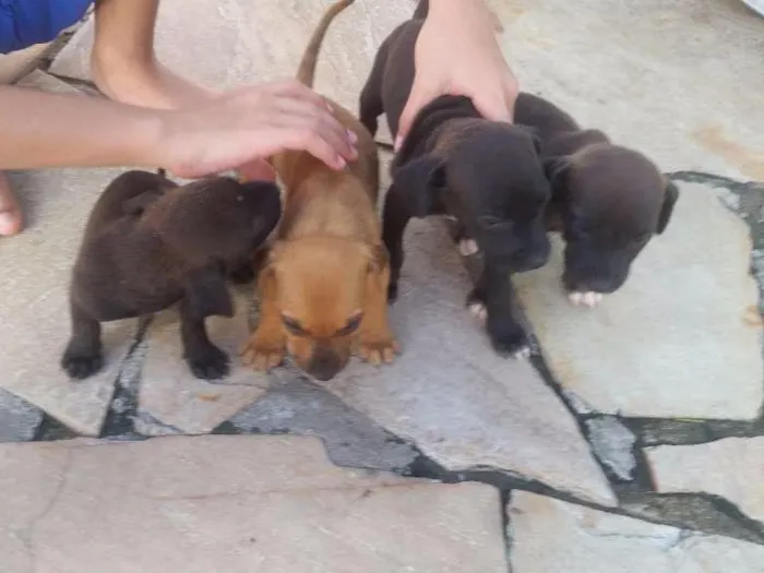 Cachorro raça Sem raça  idade Abaixo de 2 meses nome Sem nome