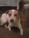 Gurizinho