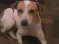 Gurizinho