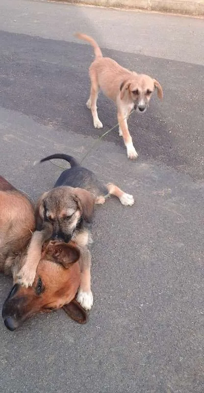 Cachorro raça viralatas idade 2 a 6 meses nome Mel/ suzi