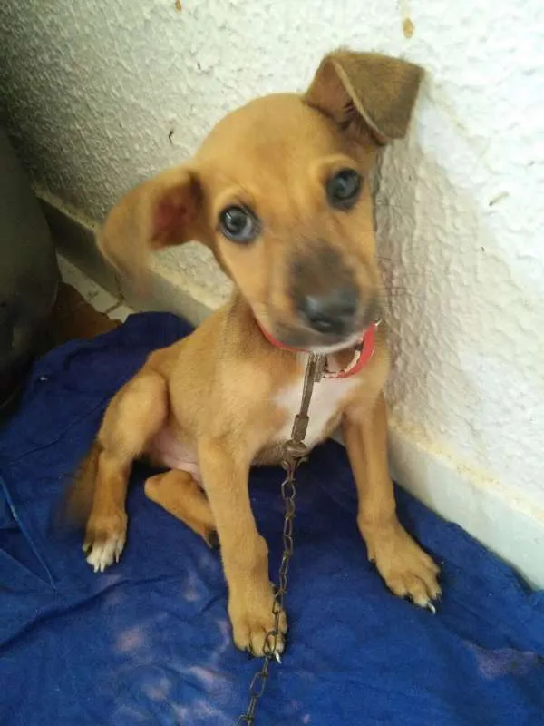 Cachorro raça  idade 2 a 6 meses nome Nino