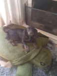 Pretinha