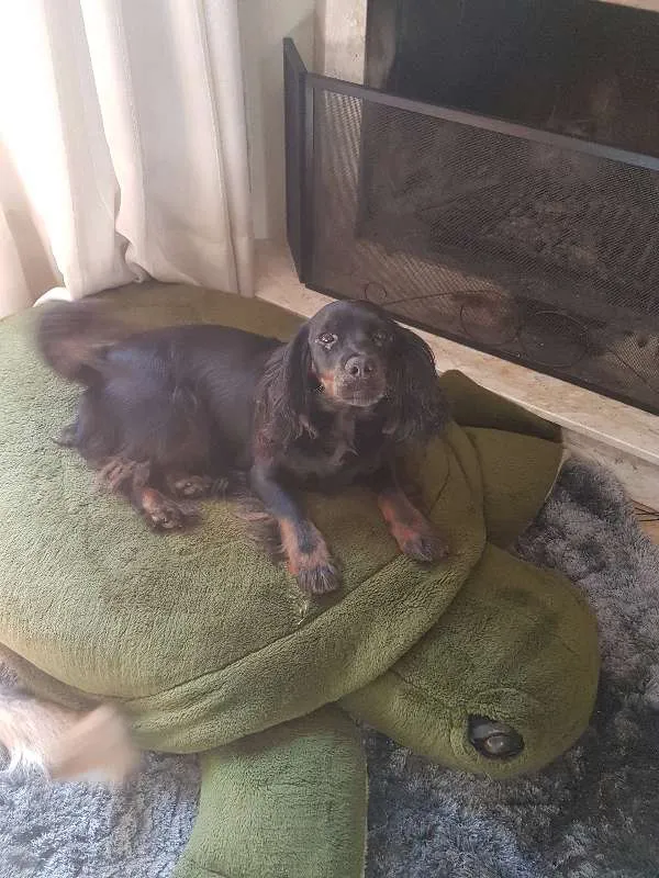 Cachorro ra a SRD idade 3 anos nome Pretinha
