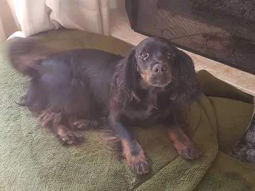 Cachorro ra a SRD idade 3 anos nome Pretinha