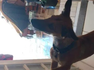 Cachorro raça Não sei idade 7 a 11 meses nome Stiven