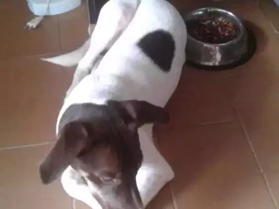 Cachorro raça SRD idade 7 a 11 meses nome Marinho