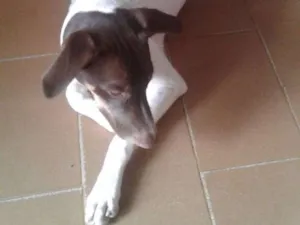 Cachorro raça SRD idade 7 a 11 meses nome Marinho