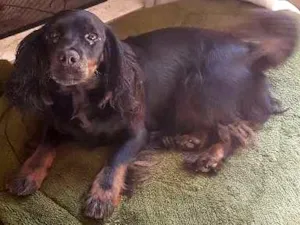 Cachorro raça SRD idade 3 anos nome Pretinha