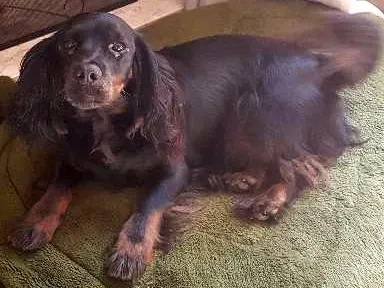 Cachorro ra a SRD idade 3 anos nome Pretinha