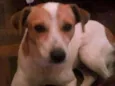 Gurizinho