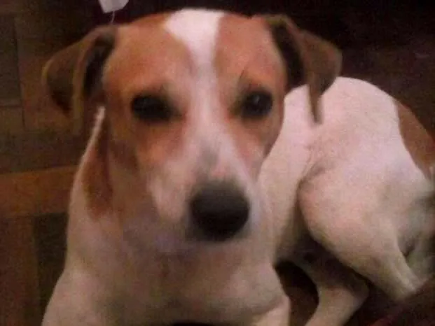 Cachorro ra a Sem raça idade 1 ano nome Gurizinho