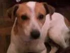 Cachorro raça Sem raça idade 1 ano nome Gurizinho