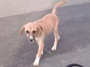 Cachorro raça viralatas idade 2 a 6 meses nome Mel/ suzi