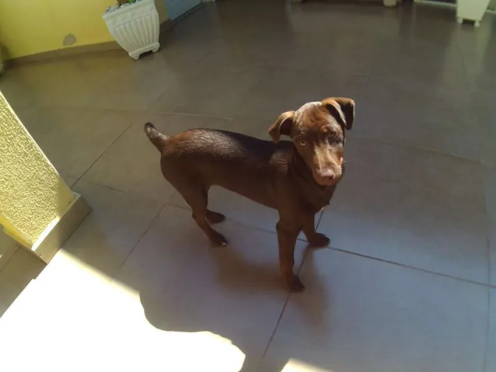 Cachorro ra a RND idade 2 a 6 meses nome Kira