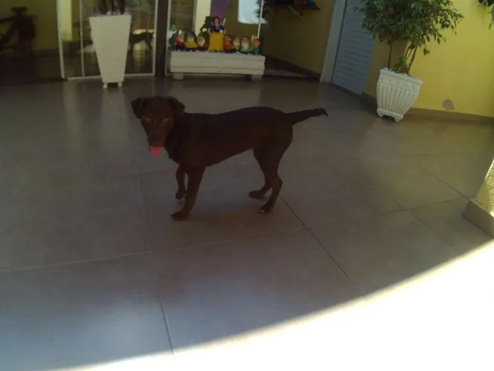 Cachorro ra a RND idade 2 a 6 meses nome Kira
