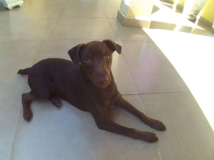 Cachorro ra a RND idade 2 a 6 meses nome Kira