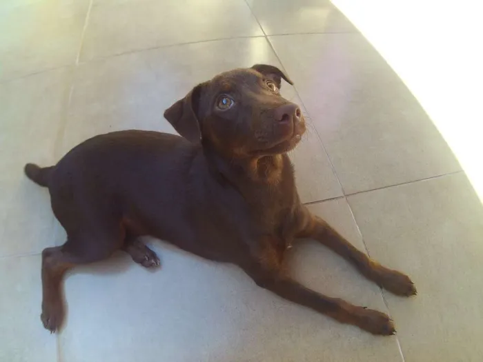 Cachorro ra a RND idade 2 a 6 meses nome Kira
