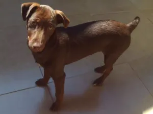 Cachorro raça RND idade 2 a 6 meses nome Kira