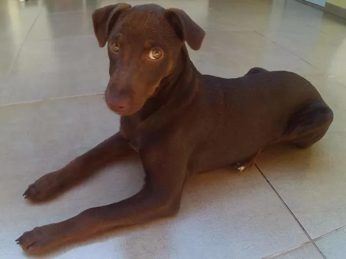 Cachorro ra a RND idade 2 a 6 meses nome Kira
