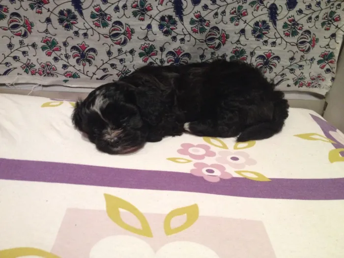 Cachorro ra a Shitszu  idade Abaixo de 2 meses nome Txai