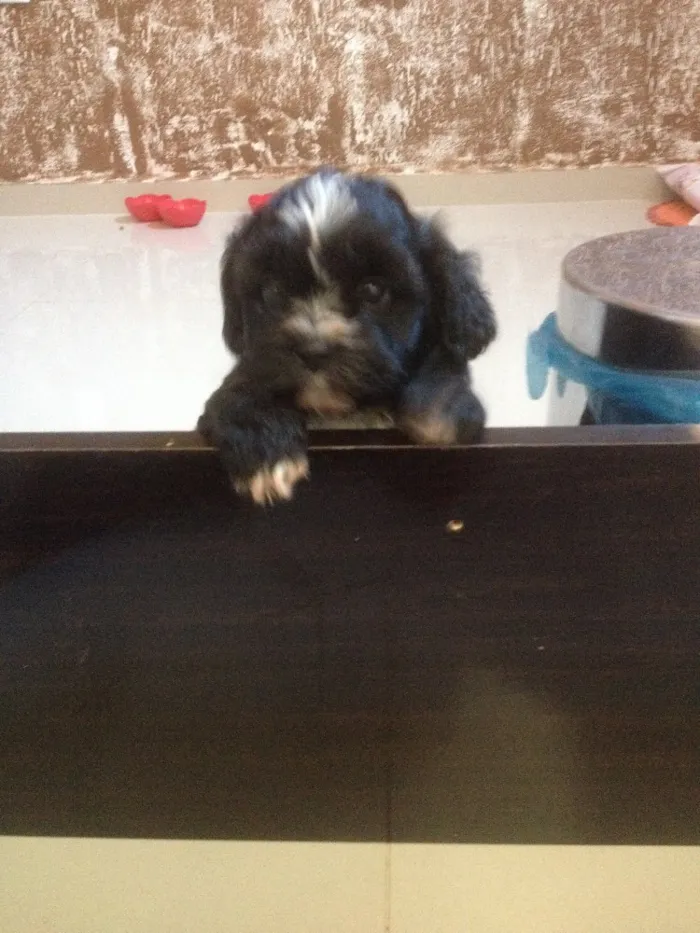 Cachorro ra a Shitszu  idade Abaixo de 2 meses nome Txai