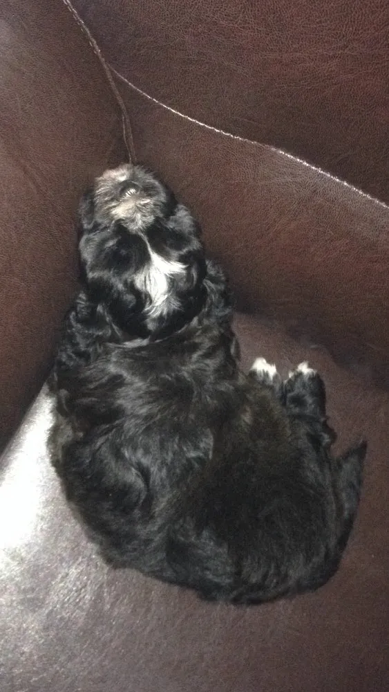 Cachorro ra a Shitszu  idade Abaixo de 2 meses nome Txai