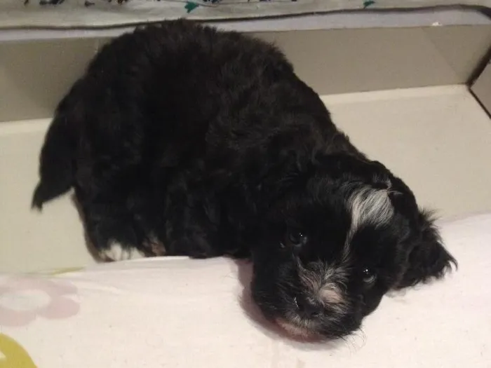 Cachorro ra a Shitszu  idade Abaixo de 2 meses nome Txai