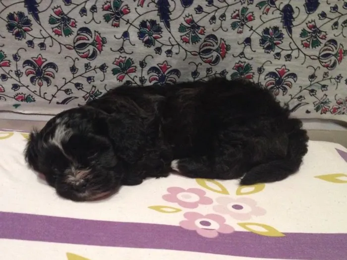 Cachorro ra a Shitszu  idade Abaixo de 2 meses nome Txai