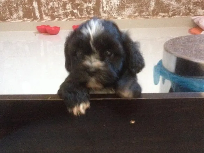 Cachorro ra a Shitszu  idade Abaixo de 2 meses nome Txai