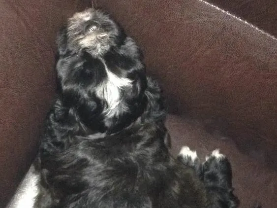 Cachorro ra a Shitszu  idade Abaixo de 2 meses nome Txai