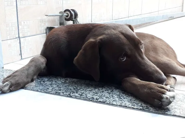 Cachorro raça Labrador idade 1 ano nome Drogo
