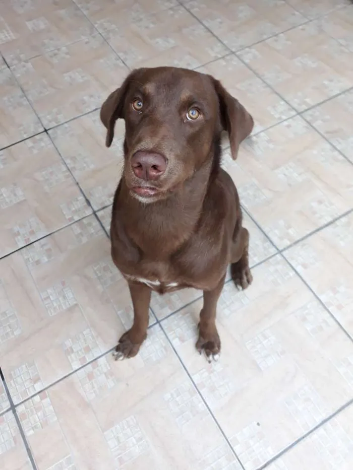 Cachorro raça Labrador idade 1 ano nome Drogo