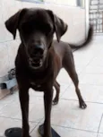 Drogo