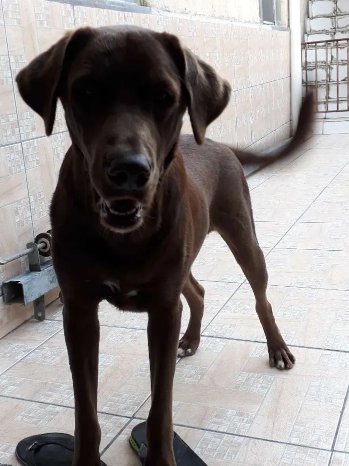 Cachorro raça Labrador idade 1 ano nome Drogo