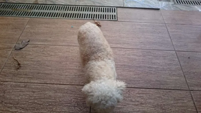 Cachorro raça Poodle  idade 1 ano nome Ignorado
