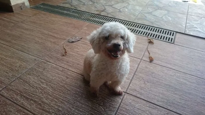 Cachorro raça Poodle  idade 1 ano nome Ignorado