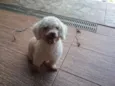Ignorado