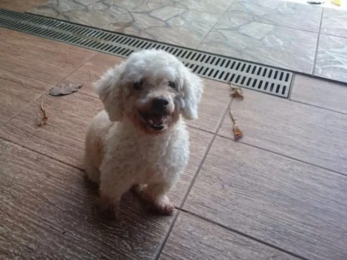 Cachorro raça Poodle  idade 1 ano nome Ignorado