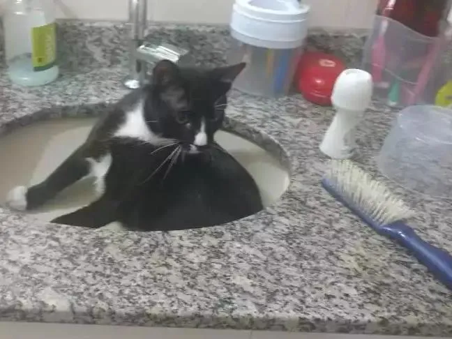 Gato ra a vira lata idade 7 a 11 meses nome Zé