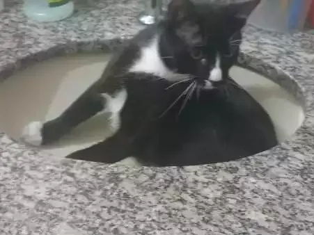 Gato ra a vira lata idade 7 a 11 meses nome Zé