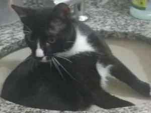 Gato raça vira lata idade 7 a 11 meses nome Zé