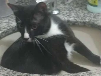 Gato ra a vira lata idade 7 a 11 meses nome Zé