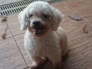 Cachorro raça Poodle  idade 1 ano nome Ignorado